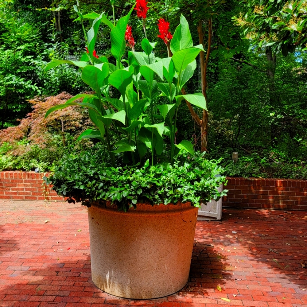 Canna Bulbs (6)